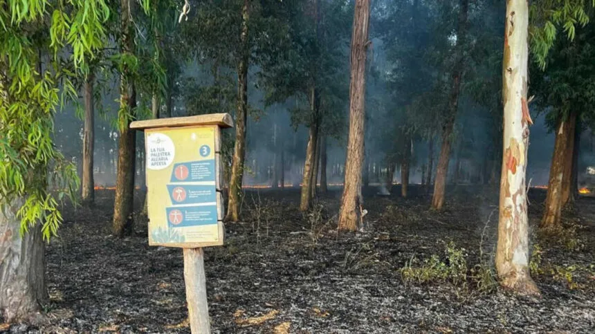 incendio bosco real sito carditello