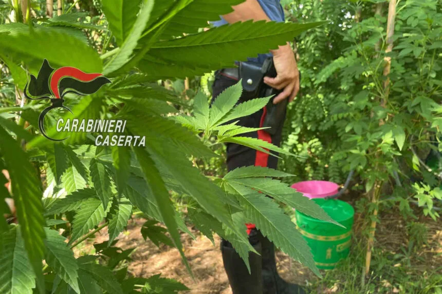 marijuana