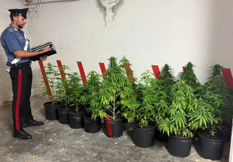 marijuana